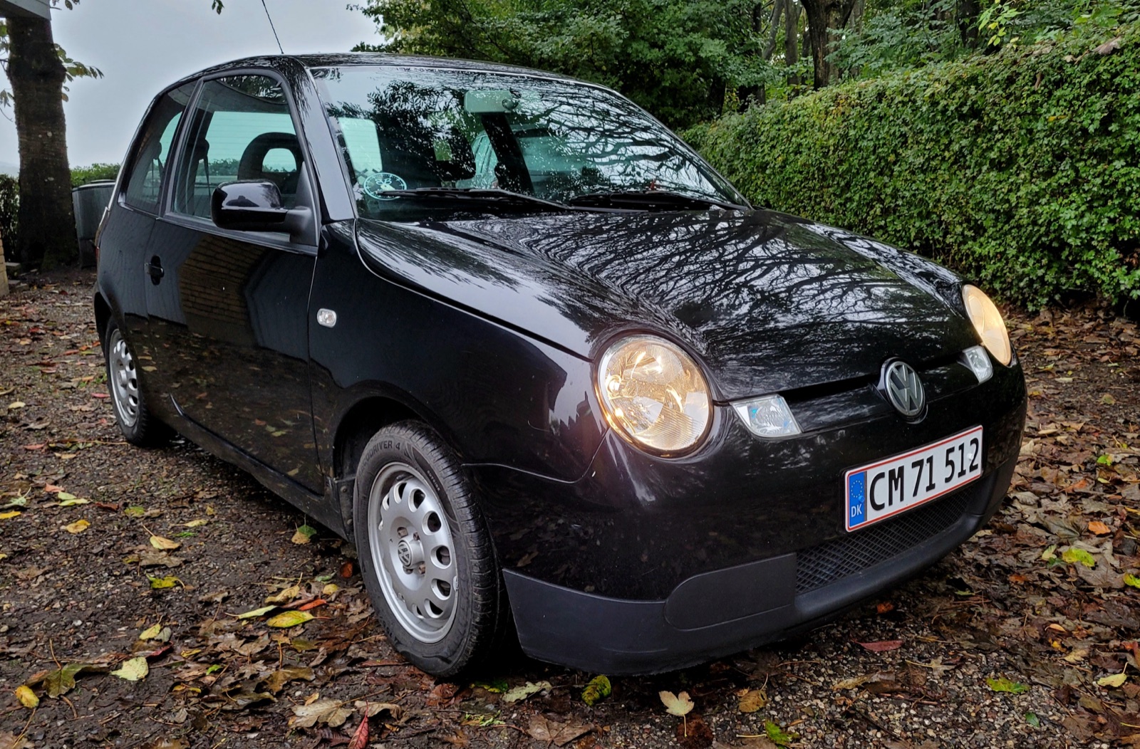 Den anden Lupo 3L — mørk aubergine